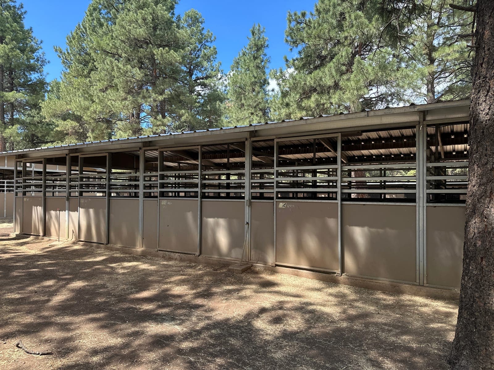 A long row of covered stalls shaded by ponderosa pines at Fort Tuthill