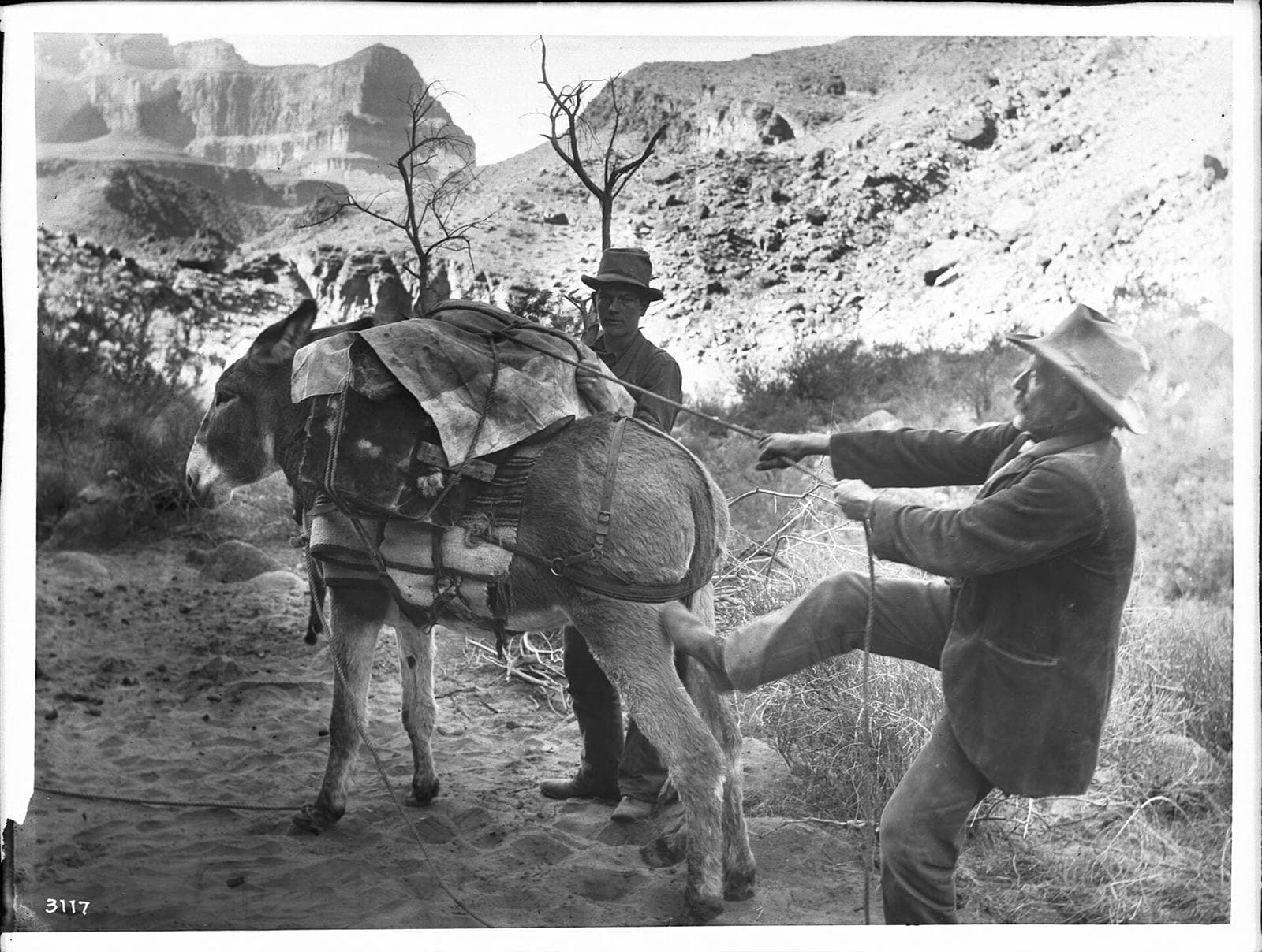 Prospectors loading a pack burro on a canyon trail, around 1900