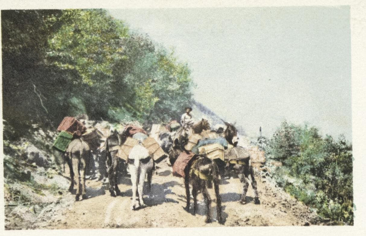 Hand-tinted 1901 postcard of a burro pack train on a forest mountain road